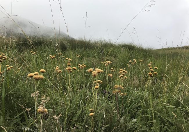 mulanje_flowers